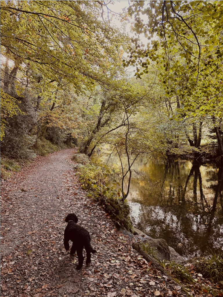 B the dog walking along the River Teign on Dartmoor
